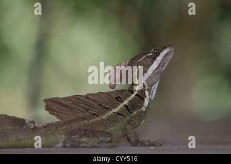 Un maschio marrone o Striped basilisco (Basiliscus vittatus) esaminando la fotocamera in Manuel Antonio, Costa Rica. Foto Stock