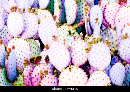 Santa-rita o viola Ficodindia Cactus (Opuntia violacea var santa-rita). Foto Stock