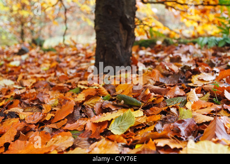 Un tappeto di foglie autunnali con splendidi colori autunnali Foto Stock