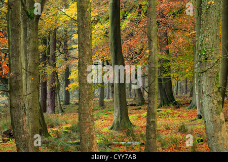 Un bosco autunnale con splendidi colori autunnali Foto Stock