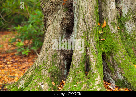 Un bosco autunnale con splendidi colori autunnali Foto Stock