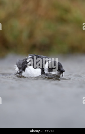 Little Auk (alle) nuoto piovoso Dovekie Foto Stock