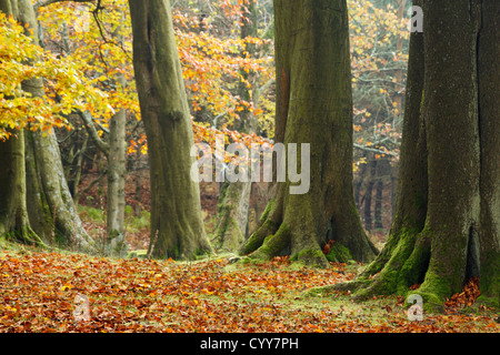 Un autunnale di fila di alberi in Inghilterra con splendidi colori autunnali Foto Stock