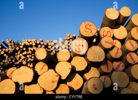 Pali di abete rosso ( picea abies , abete ) , Finlandia Foto Stock