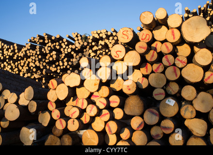 Inventario pile di tronchi di abete rosso ( picea abies , abete ), contrassegnati con vernice rossa e lettere , Finlandia Foto Stock