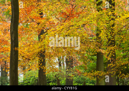 Un bosco autunnale con splendidi colori autunnali Foto Stock