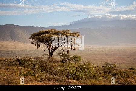 Weaver nidifica su un albero di Acacia nel cratere di Ngorongoro Foto Stock