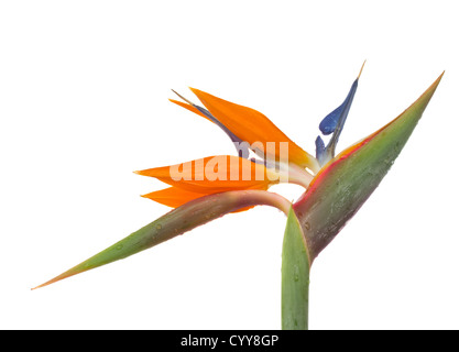 Uccello del paradiso fiore (strelitzia) isolato su bianco bacground Foto Stock