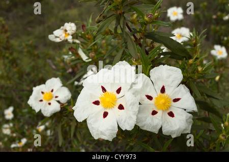 Gomma cisto - Cistus ladanifer - nei campi di heath di Alentejo, Portogallo Foto Stock