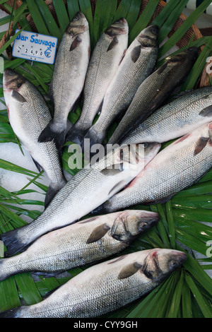 Oceano atlantico bassi sul mercato del pesce (Dicentrarchus labrax); bar sauvage (loup de mer) - (Atlantique); Wolfsbarsch (Atlantik) Foto Stock