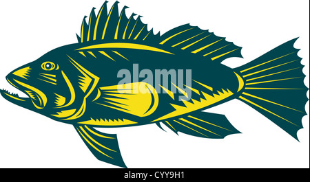 Illustrazione di un black sea bass vista laterale la xilografia style Foto Stock