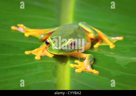 Bel colore arancione thighed raganella, Litoria zanthomera, seduta su una foglia guardando la fotocamera Foto Stock