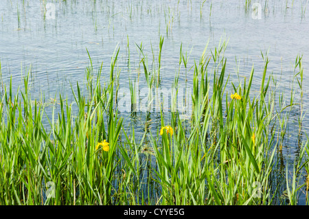 Indicatore giallo iridi, Iris pseudacorus, in piscina Kenfig, in Glamorgan, Galles del Sud. Foto Stock