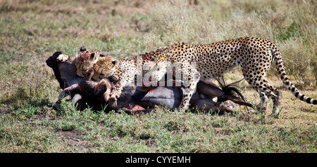 Un adulto Gnu viene attaccato e ucciso da tre ghepardi maschio. Parco Nazionale del Serengeti, Tanzania Foto Stock