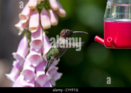 Anna (Hummingbird Calypte anna) maschio in bilico & alimentando ad un colibrì alimentatore di Nanaimo, Vancouver è. BC, Canada in giugno Foto Stock