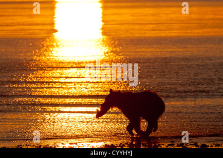 Orso bruno in esecuzione con Salmone al sunrise; il Parco Nazionale del Lago Clark, AK Foto Stock