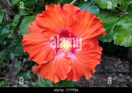 Fiori di ibisco a Lisbona Giardini Botanici Foto Stock