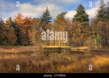 Piccolo lago nel bosco in Autunno colori Foto Stock