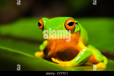 Una ripresa macro di un bel colore arancione thighed Treefrog, Litoria xanthomera, seduta su una foglia. Foto Stock