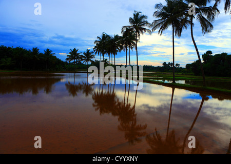 Paesaggio del distretto di palakkad Kerala, India Foto Stock