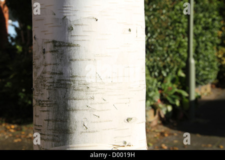 Silver birch tronco di albero da vicino Foto Stock