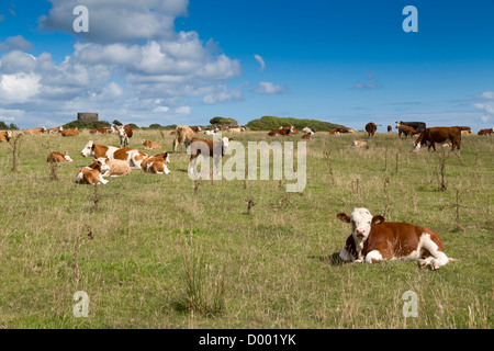 Agriturismo Mulino a vento; Cornovaglia Wildlife Trust Riserva; Regno Unito Foto Stock