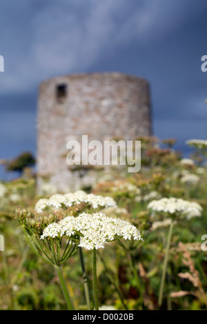 Agriturismo Mulino a vento; Cornovaglia Wildlife Trust Riserva; Regno Unito; Hogweed in primo piano Foto Stock