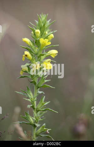 Bartsia giallo; Parentucellia viscosa; Regno Unito Foto Stock