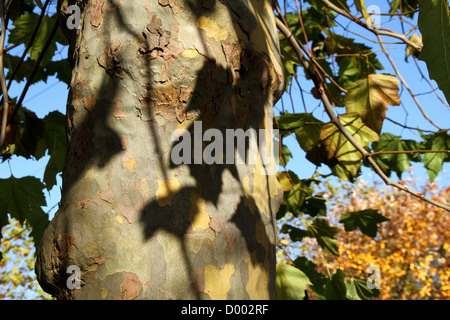 Tronco di albero vicino mostrando lasciare i modelli di ombra contro il cielo blu chiaro Foto Stock