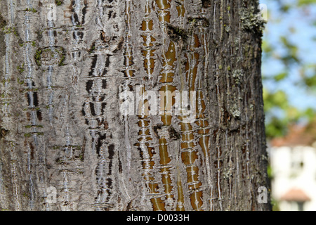 Tronco di albero close up mostra pattern Foto Stock