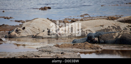 Un gruppo di ippopotami lounge in un foro di irrigazione. Parco Nazionale del Serengeti, Tanzania Foto Stock