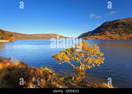 Un unico albero di quercia sulle rive di Ullswater nel distretto del lago come impostazione pomeriggio di sole illumina si lascia Foto Stock