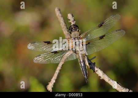 Quattro-spotted Chaser (Libellula quadrimaculata) poggiante su un ramoscello secco. Fotografato in Jutland, Danimarca Foto Stock