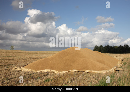 La segala (Secale cereale) - e un sacco di esso. Fotografato in Randbol, Danimarca. Foto Stock