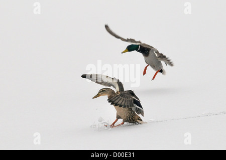 Coppia di germano reale (Anas platyrhynchos) scorrevole sulla neve fresca sul lago ghiacciato come essi terra in caduta di neve, Wiltshire, Regno Unito, febbraio. Foto Stock