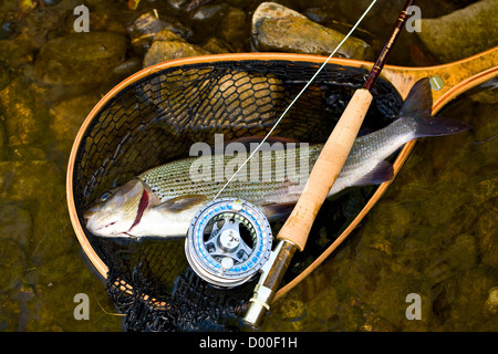 Temolo. Catturate la pesca con la mosca... dal fiume Tamar. In Inghilterra. Foto Stock