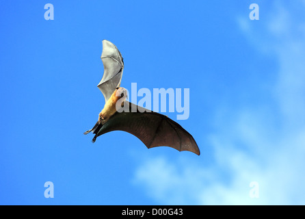 Frutto Bat o Flying Fox (Pteropus giganteus) battenti in Tissamaharama, Sri Lanka Foto Stock