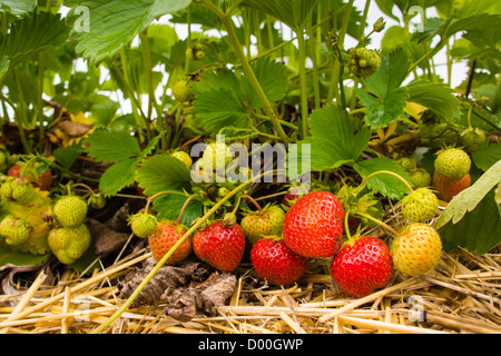 Una miscela di rosso e verde di fragole in appoggio sulla paglia. Foto Stock