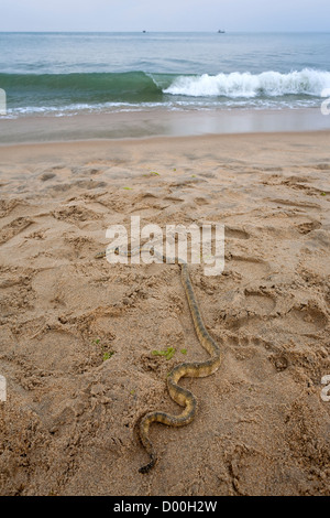 Mare snake. Arugam Bay. Sri Lanka Foto Stock