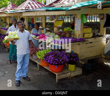 Uomo che vendono fiori come offerta puja al di fuori del tempio della Sacra Reliquia del Dente, Kandy, Sri Lanka Foto Stock