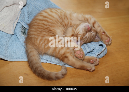 Lo zenzero Gattino che dorme sul asciugamani sul tavolo Foto Stock