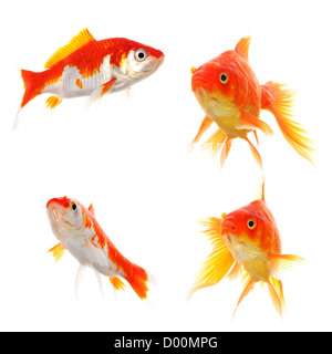 Goldfish raccolta o gruppo o pesci isolati su sfondo bianco Foto Stock