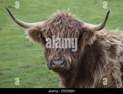 Highland vacche di razza di bovini scozzesi Foto Stock