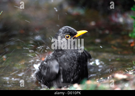 Comune maschio Blackbird è sul Veluwe, Paesi Bassi alla balneazione Foto Stock