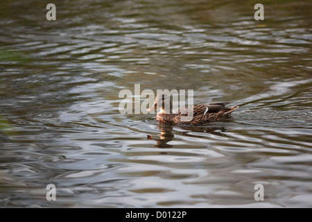 Mallard duck nuoto femminile sul lago Foto Stock