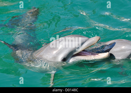 Il tursiope o delfino maggiore sorridente Foto Stock