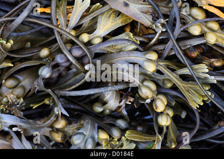 La vescica wrack alghe, Fucus vesiculosus, con morti Mans corda. Foto Stock