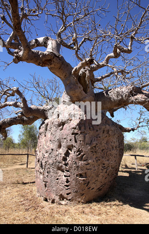 La prigione Boab albero vicino a Derby, utilizzato per incarcerare aborigeni. Kimberley's, Western Australia. Foto Stock