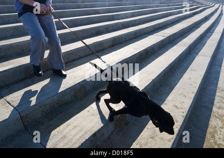 Donna di mezza età e il suo cane camminare in un mare di cemento-difesa. Foto Stock