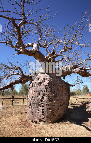 La prigione Boab albero vicino a Derby, utilizzato per incarcerare aborigeni. Kimberley's, Western Australia. Foto Stock